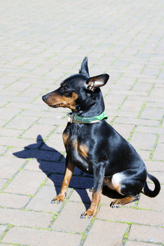 Black Miniature Pinscher sitting on the road