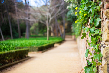 blurred summer park or garden with trees and ivy plants