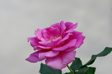 大輪の薔薇の花