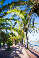 Fototapeta na wymiar close up of green palm trees over blue sky