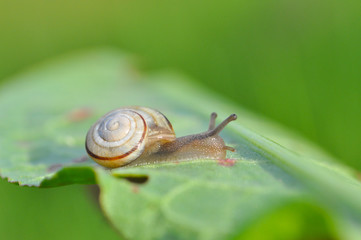 Little snail crawling on green leaf in garden in morning. Snail in the natural wetland habitats