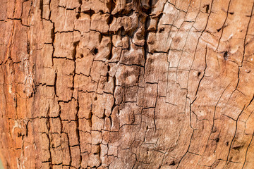 樹皮のテクスチャ