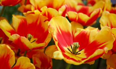 Obraz na płótnie Canvas Red and orange tulips background.
