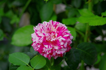 Fototapeta premium ピンクに白の班入りの薔薇の花