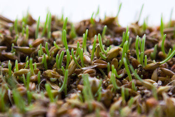 Grass sprouts macro shoot. Selective focus.