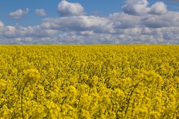 Obraz premium Yellow rapeseed field. Flowers of rape, selective focuse