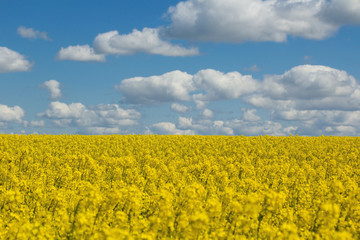 Flowers of oil in rapeseed field, blue sky and clouds
