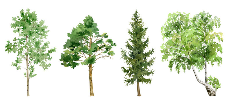 watercolor cliparts of trees