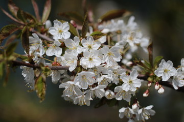 Spring flowering / Spring flowering of fruit trees
