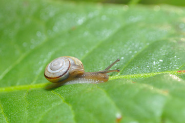 Little snail crawling on green leaf in garden in morning. Snail in the natural wetland habitats