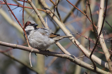 House Sparrow