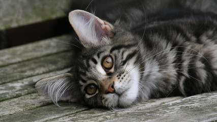 Maine Coon