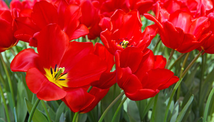 Red tulips background.