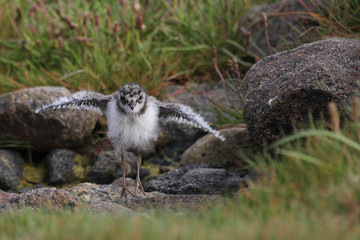 Common Ringed Plover