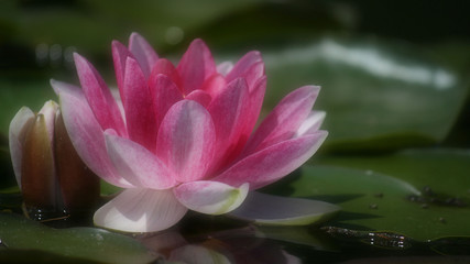 Waterlily
