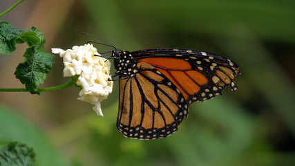 Monarch Butterfly