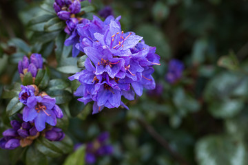 Photo of blue flower - gardening.