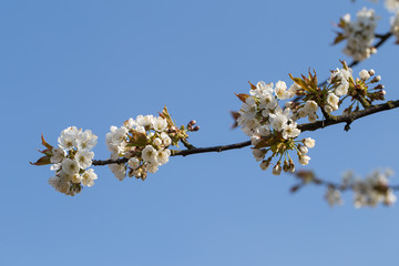 Photo of flowering cherry. Gardening- trees.
