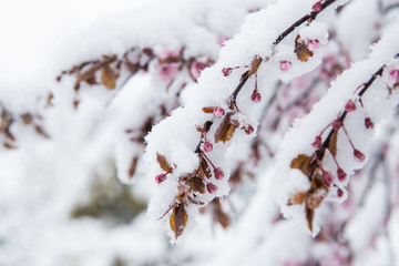 Photo of snowy plants in winter.