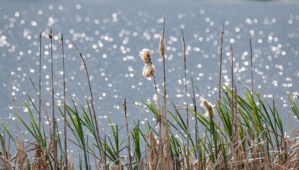 Rohrkolben im Gegenlicht