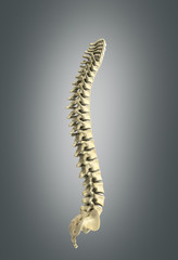 human spine 3d render on grey background