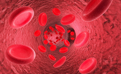 Red blood cells erythrocytes in interior of arterial or capillary blood vessel Showing endothelial cells and blood flow or stream Human anatomy model 3D visualization