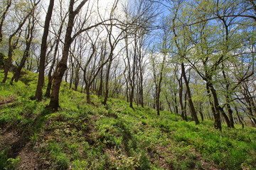 Fototapeta na wymiar Grass in the spring forest