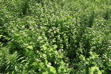 Glade with a growing Garlic Mustard in the forest