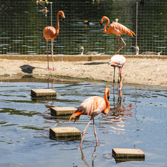 Naklejka premium Flamingo in Moscow Zoo