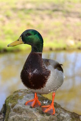 Duck standing on a stone in an outdoor park