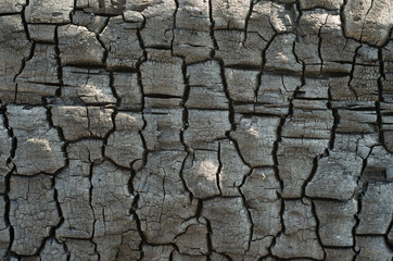 Background of burnt wood texture