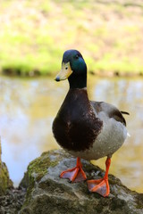 Duck standing on a stone in an outdoor park