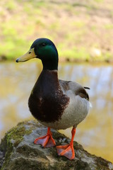 Duck standing on a stone in an outdoor park