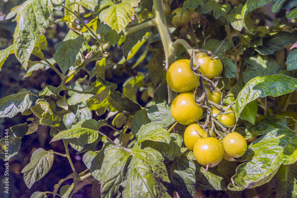 Sticker Slowly the hydroponically cultivated tomatoes are coloring red