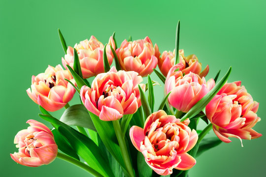 Spring tulip flower bouquet on a green background