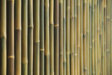 bamboo fence wall background selective focus