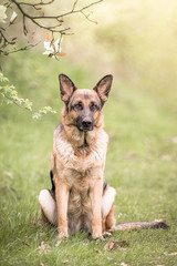 Deutscher Schäferhund
