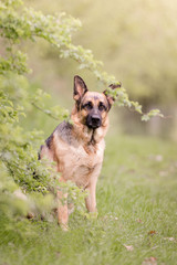 Deutscher Schäferhund