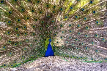Obraz premium Peacock close up with tail.