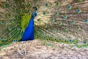 Obraz premium Peacock close up with tail.