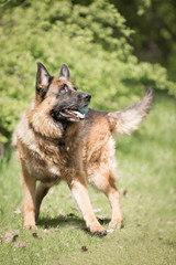 Deutscher Schäferhund