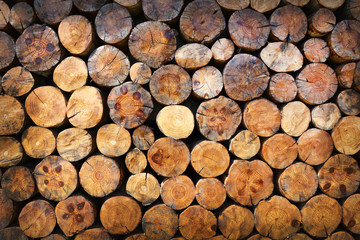  Logs are stacked in rows.