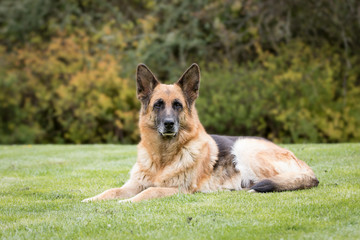 Deutscher Schäferhund