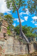 Big tree on the wall of the Preah Khan temple ruins, Cambodia.