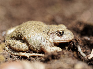Crapaud accoucheur