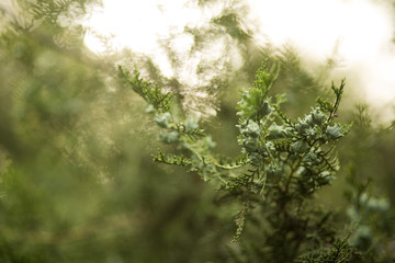 Beautiful spruce branches in the forest