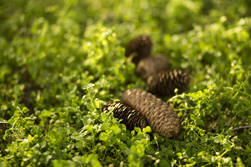Amazing сoniferous cones on a green grass