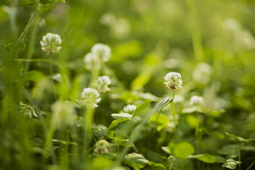 Beautiful clover flowers in the summer field