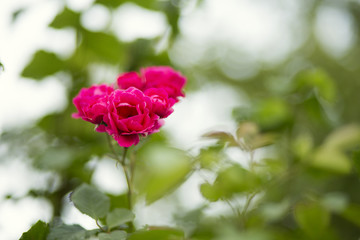 Beautiful red pink roses in summer