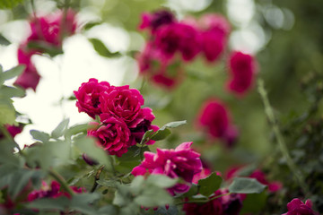 Beautiful red pink roses in summer